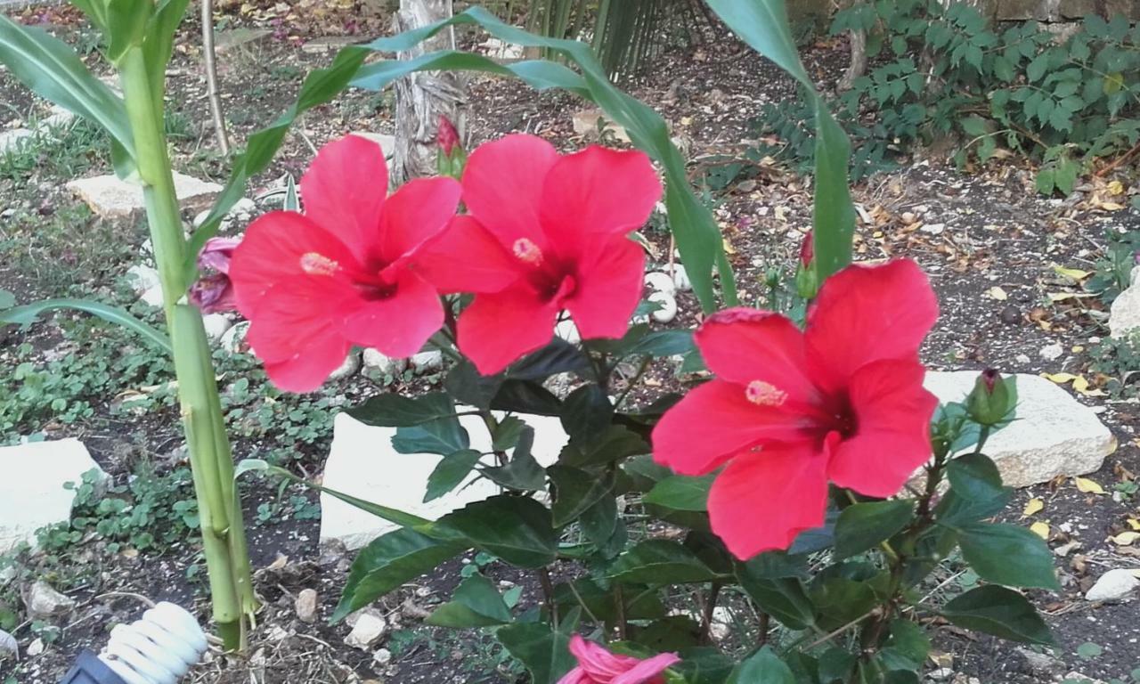 Villa Loulaki Magazia Paxi Arvanitakeika Dış mekan fotoğraf